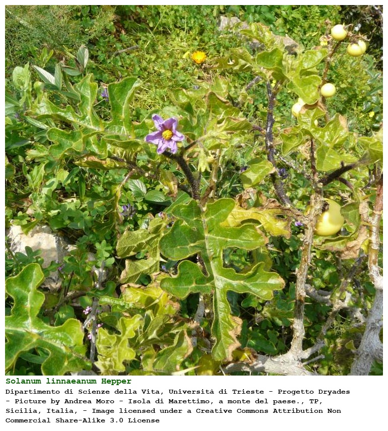 Solanum linnaeanum Hepper & P.-M. L. Jaeger